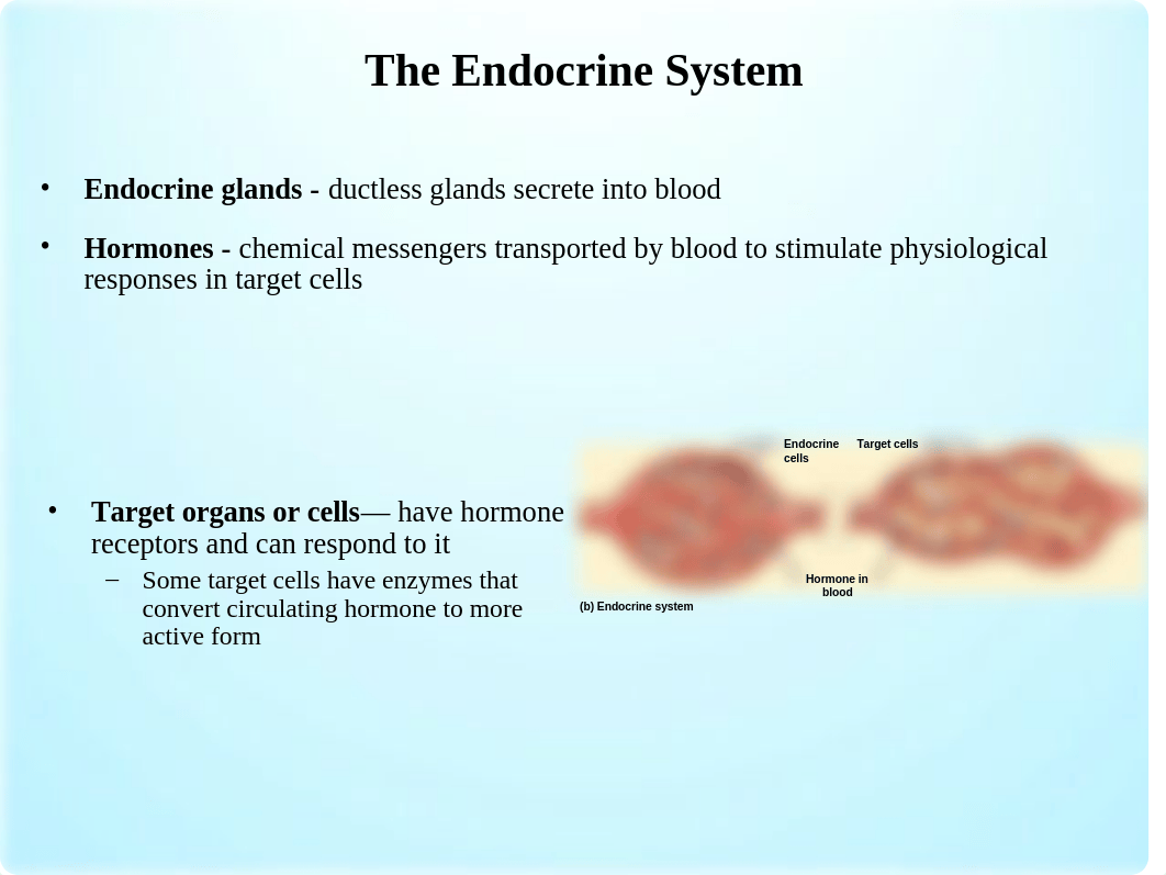 Chapter 17 Endocrine, Part 1.ppt_ddl3mhk2wn5_page3