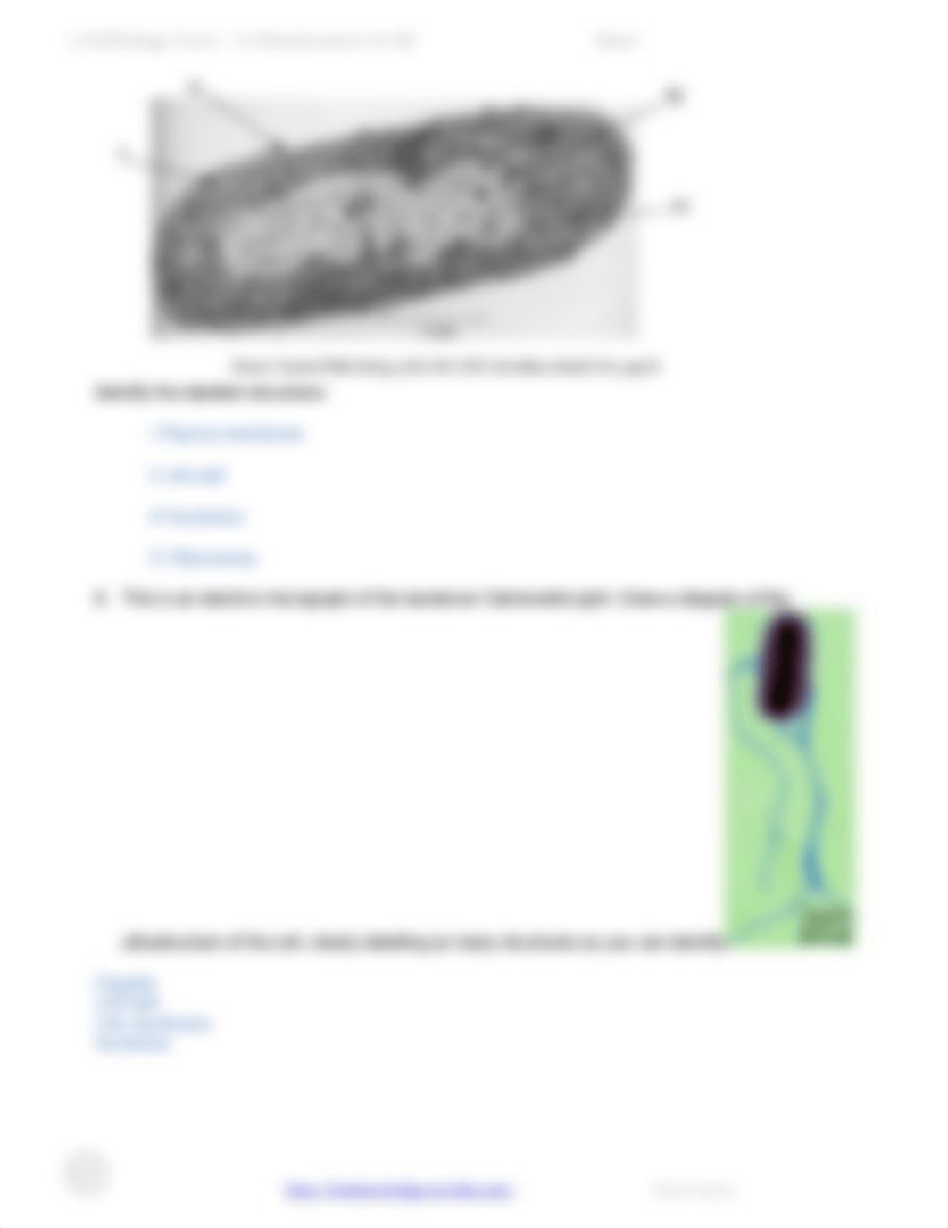 1.2 Study Guide Ultrastructure of Cells revised (1).docx_ddl5wwo0lyl_page3