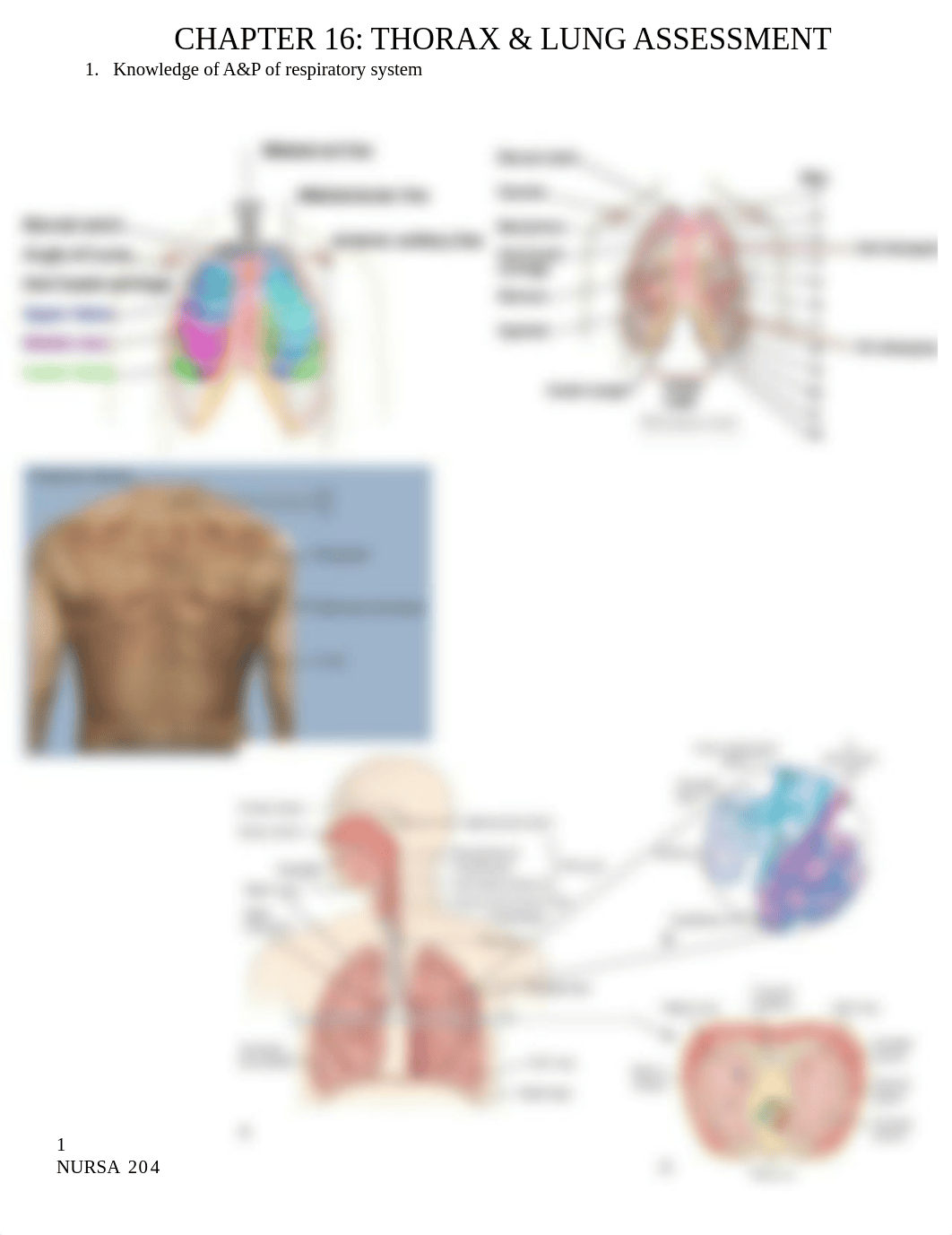 Ch. 16 Thorax & Lung Assessment.docx_ddlp8aesuzu_page1