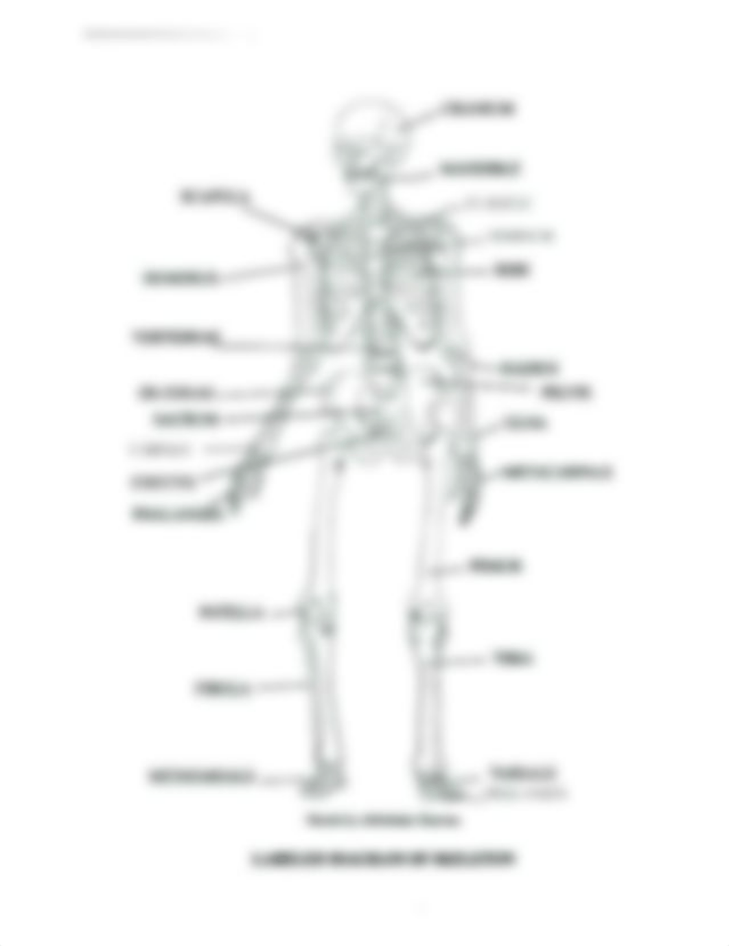 human-anatomy-and-physiology-worksheets-skeleton-skeletal-system-worksheet-h-free-printable.jpg_ddmodhyqqpd_page1