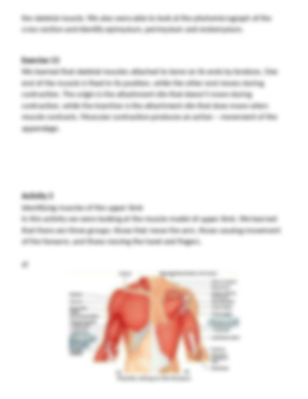 lab report muscular.docx_ddn7nxlor8z_page4