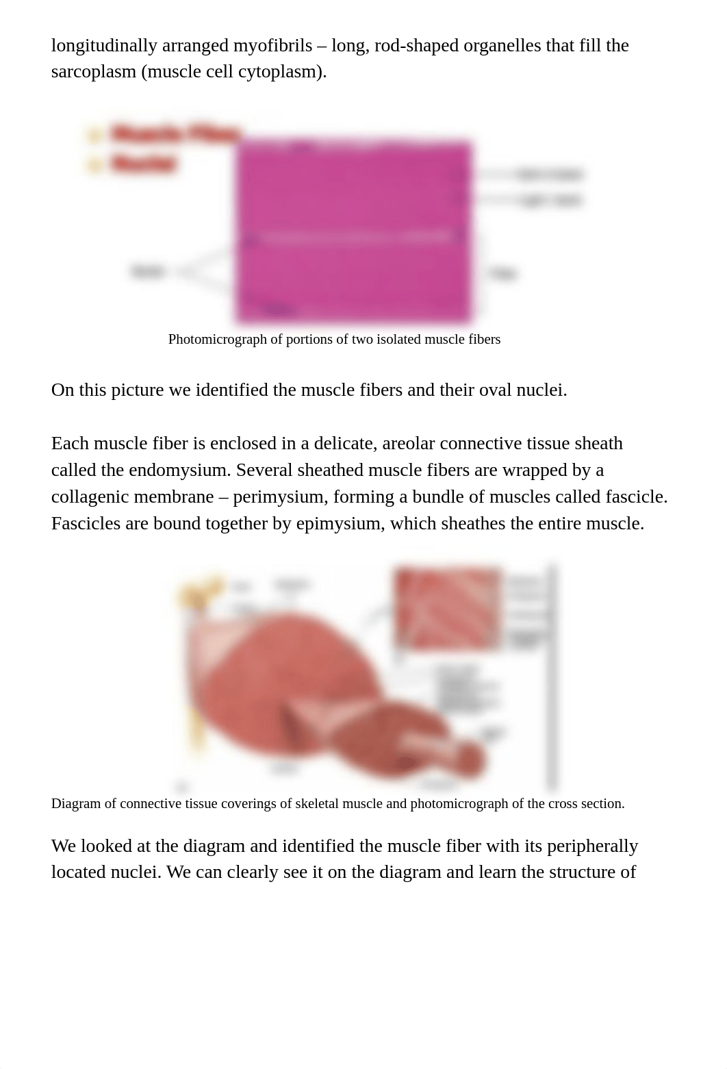 lab report muscular.docx_ddn7nxlor8z_page3