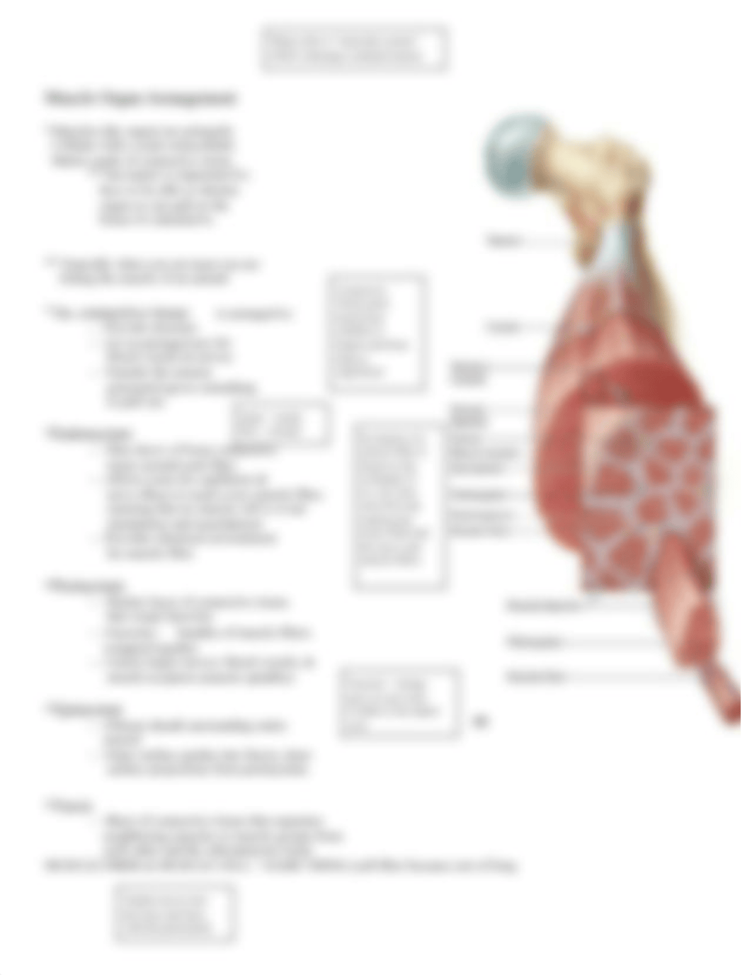 Chapter 10 - The Muscular System .pdf_ddn8fx97kty_page2