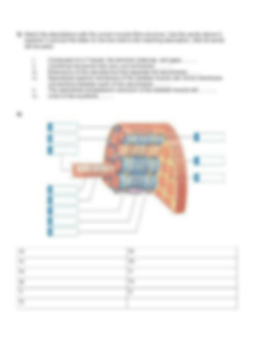 Extra Credit Worksheet on Muscle Anatomy.._.pdf_ddnaixee7hq_page3