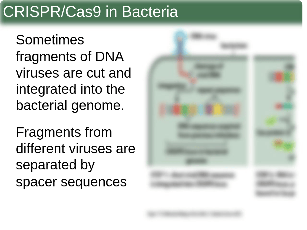 Spring 20-Chapter 7 (CRISPR).ppt_ddnckvxcs52_page5