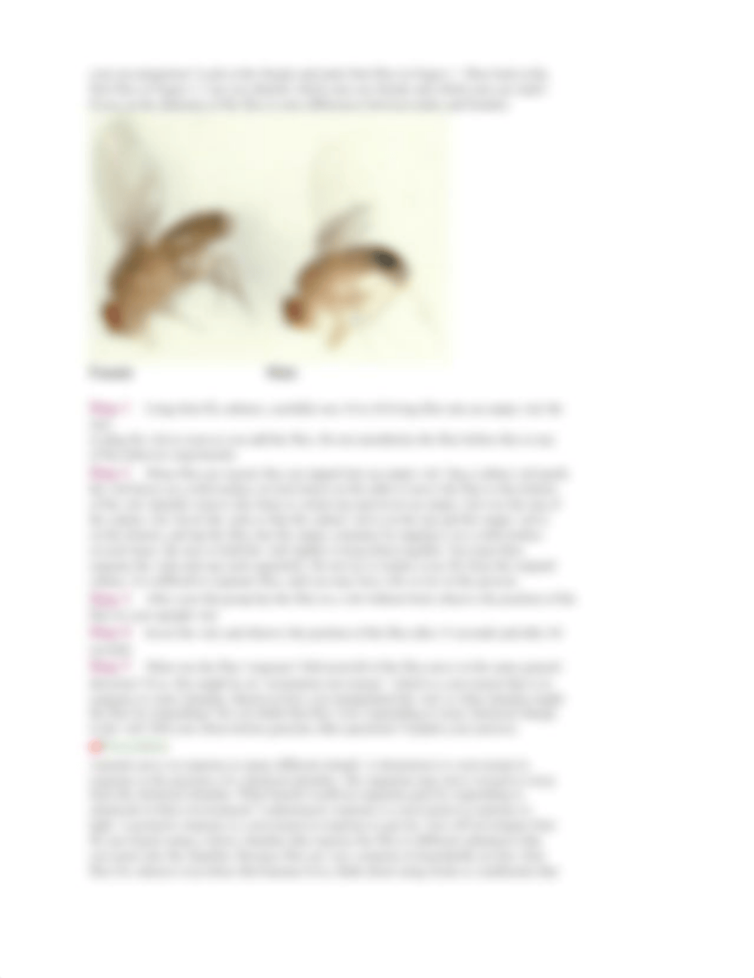 Fruit Fly Behavior Lab_ddnez2ya7i8_page2