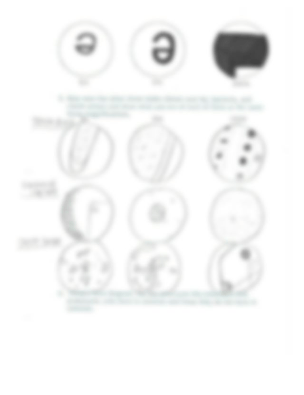 Microscope%20and%20Cells%20Worksheet-%20Lab%201.pdf_ddnhmk8vqkt_page2