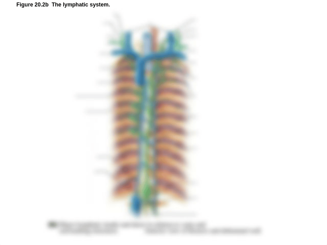 lymph blanks.pdf_ddnq91v3fnf_page2