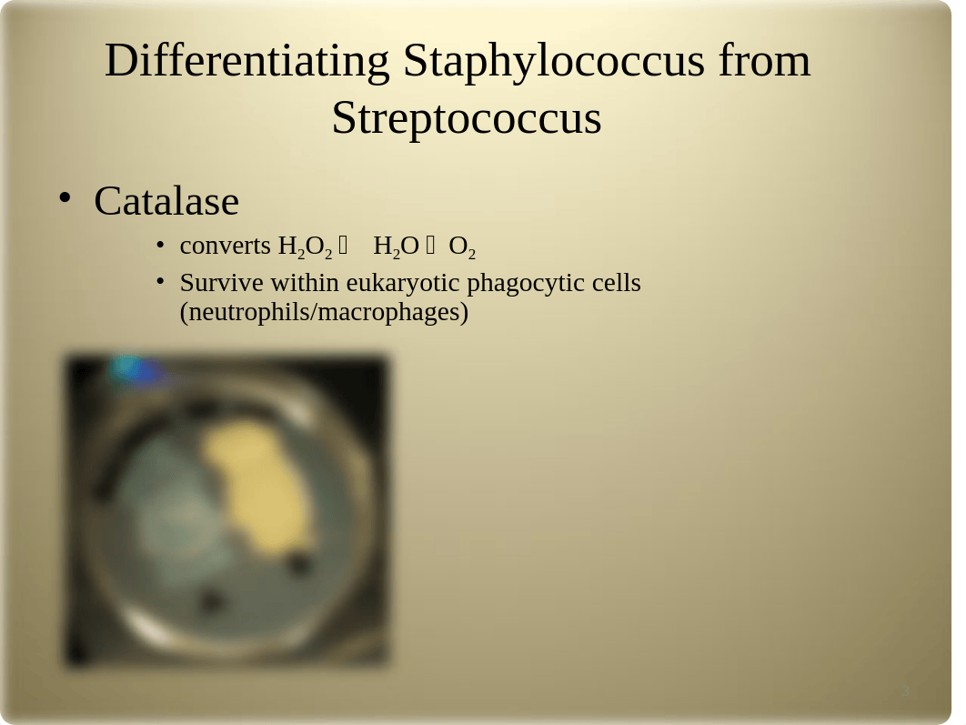 Exam 3 bacterial diseases.ppt_ddqurulhfo8_page3