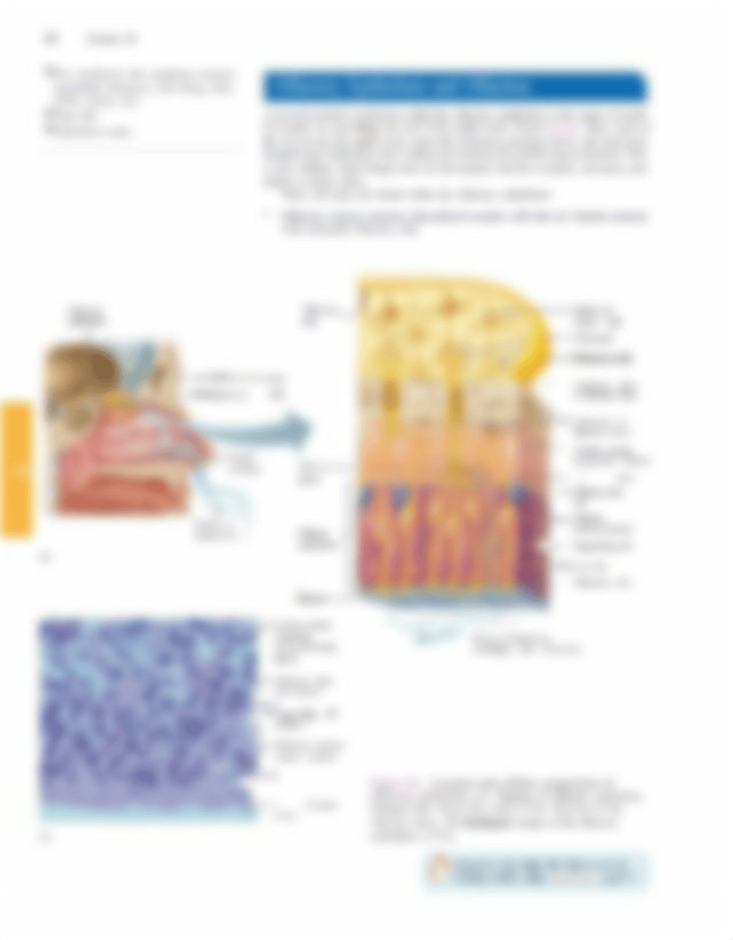 Lab 26- Special senses- olfaction and taste-1.pdf_ddr6xda66yo_page2