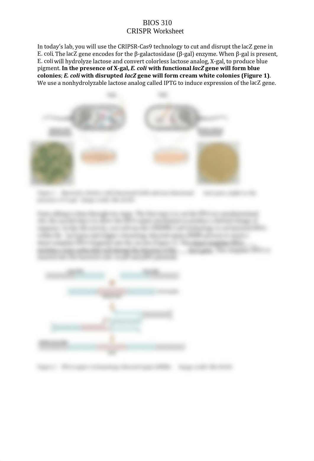 CRISPR Worksheet_Fall2021 - Jolade Kilani.pdf_ddrce3giz6g_page2