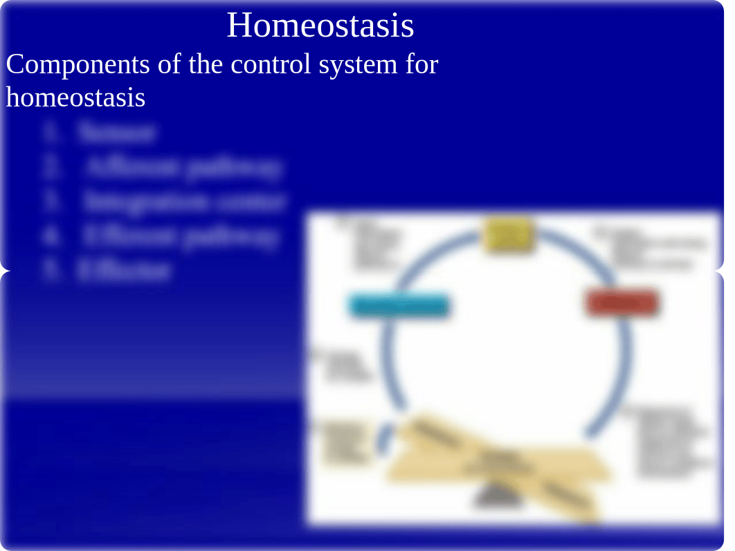 Week 1 - 2Homeostasis.pptx_ddrl5jjgfbt_page3