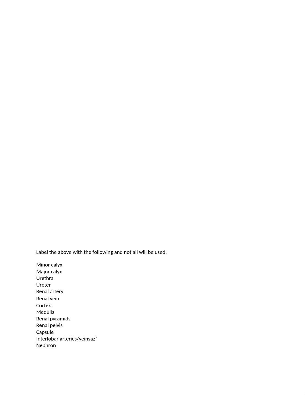 Kidney Labelling Worksheet (1)-1.docx_ddrlbl98nh9_page1