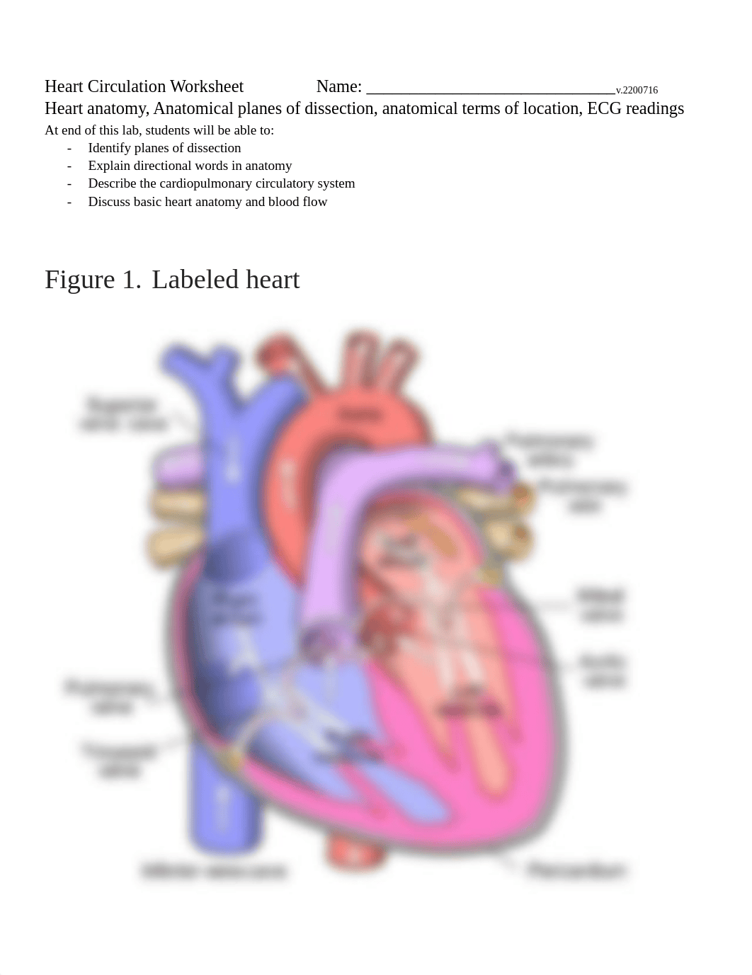 WS7 Heart Circ Worksheet 2200716 (1).pdf_dds222dv2ge_page1