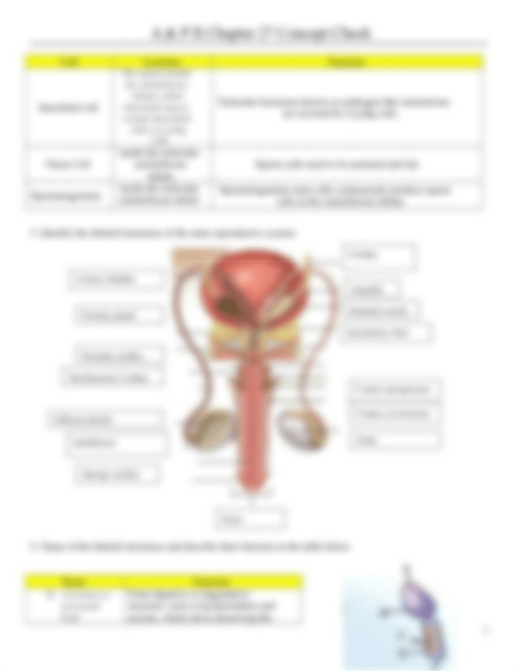 Chapter 27 Concept Check.docx_dds2nxekld4_page2