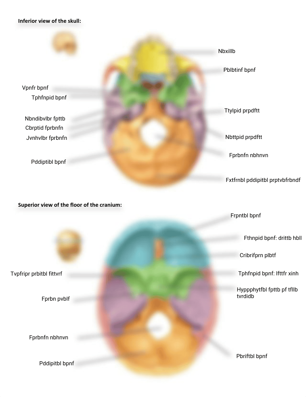 Chapter 7 Lab Assignment - Axial Skeleton labeling-1_-1992858148.pdf_ddsn75nbnqy_page2