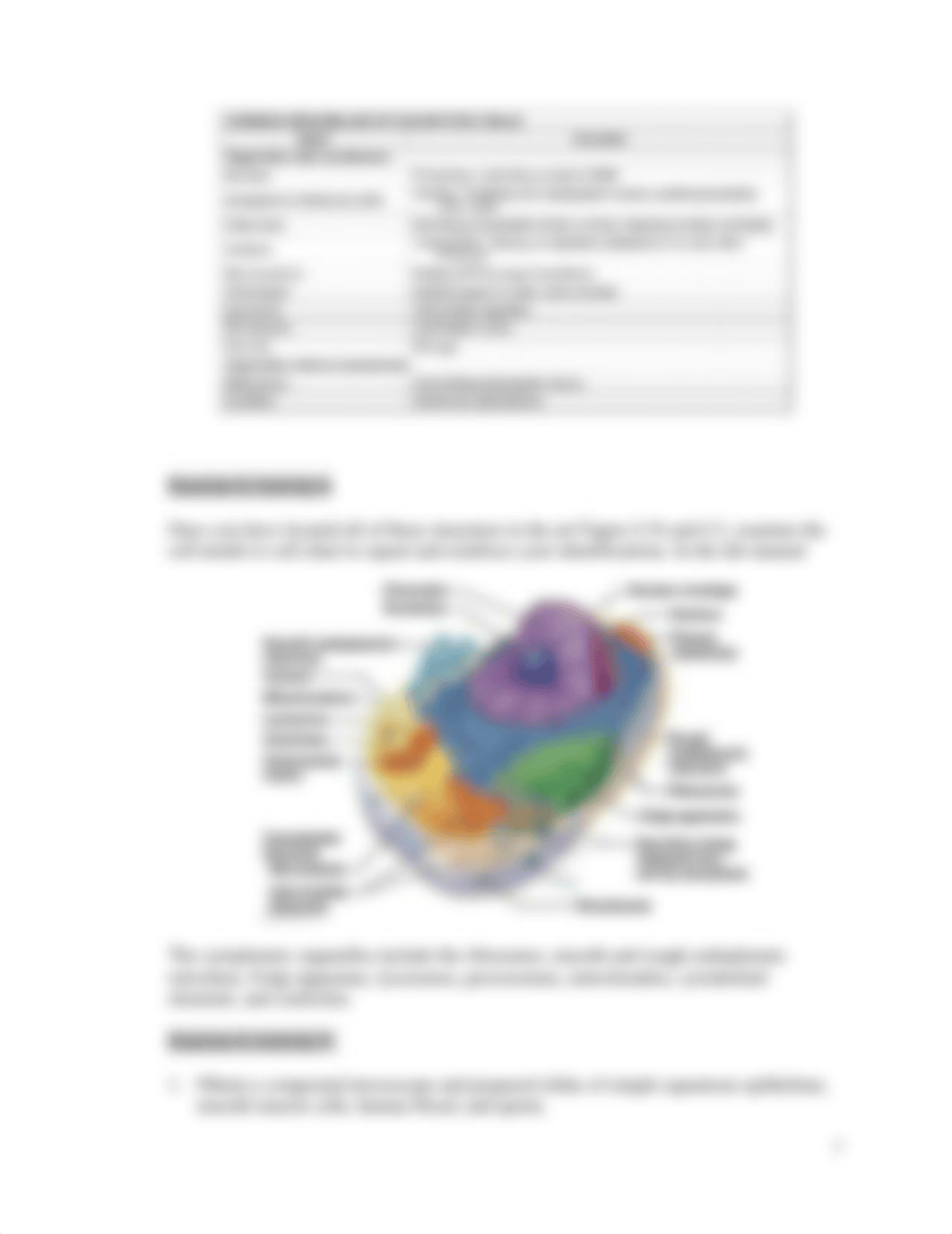 Cells and Tissue Lab Report.docx_ddspr5wsi3u_page4