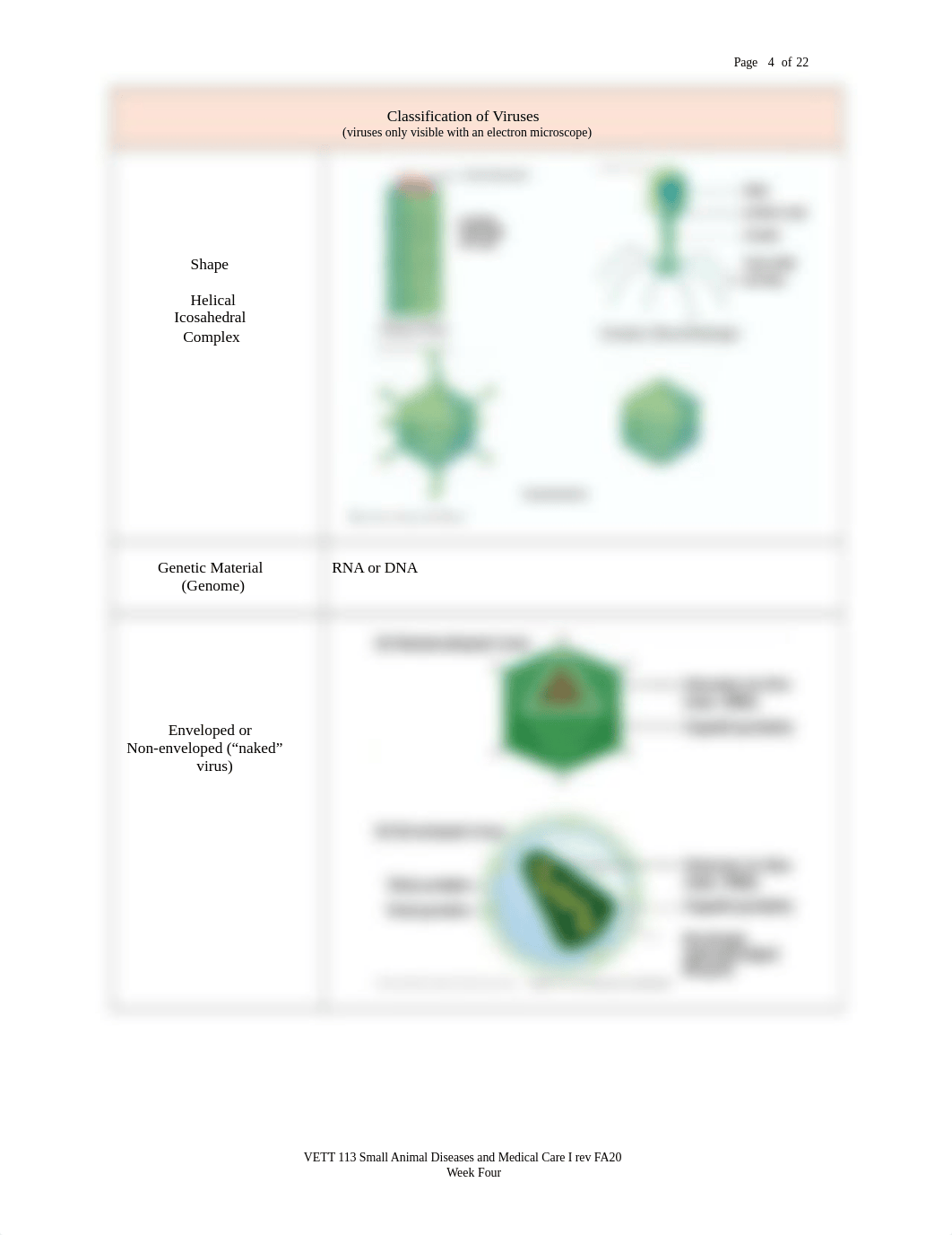 4 VETT 113 Virus-Fungi-Protozoa R FA20 Wk FOUR.docx_ddsrhwyi0en_page4