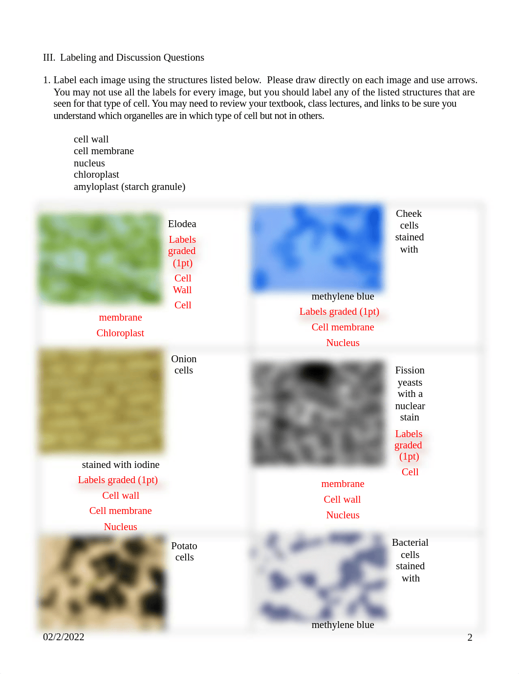 Virtual Microscope Lab Answers.pdf_ddtk2rnwhu9_page2