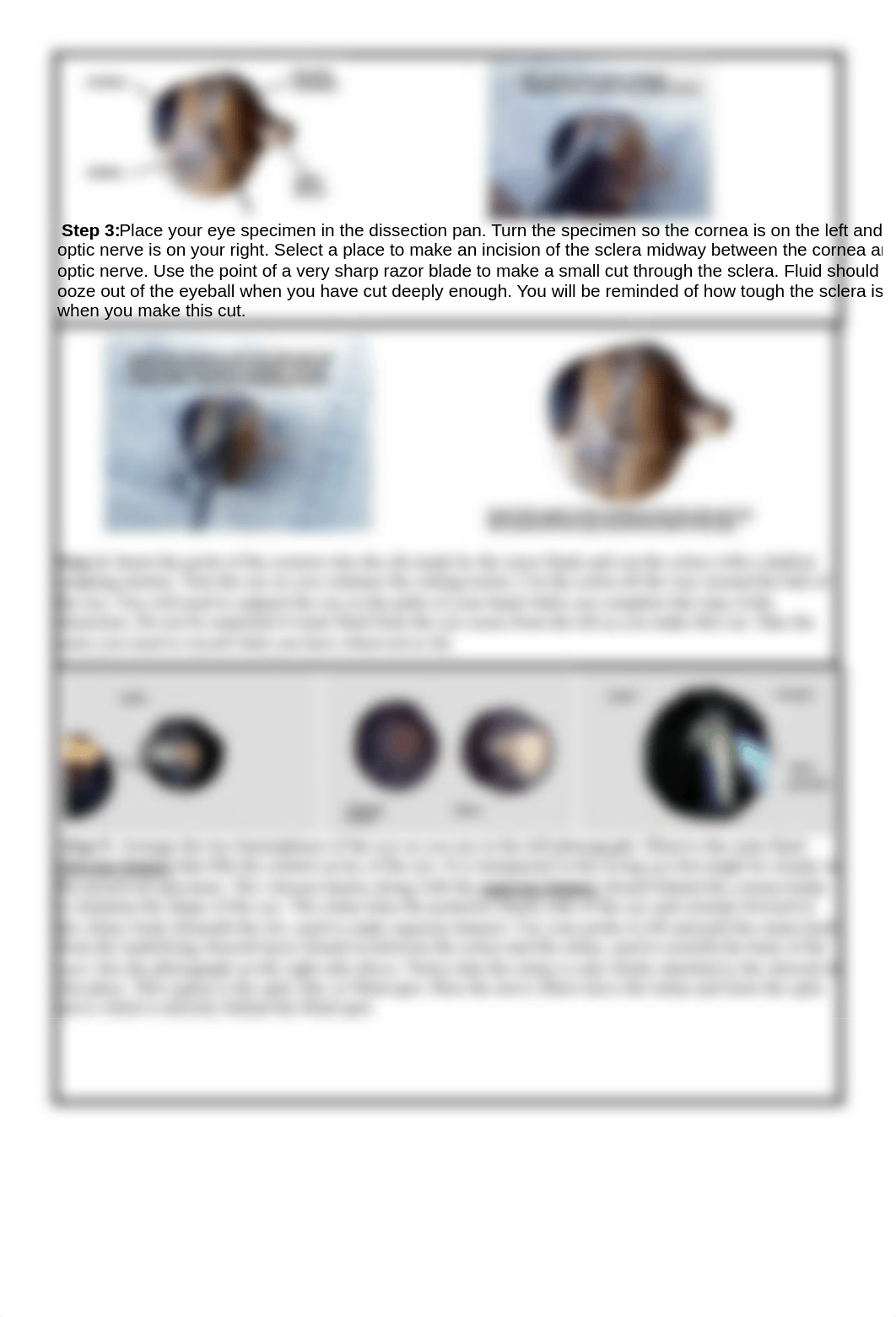 Sheep eye dissection.pdf_dduj9nd5jw8_page2