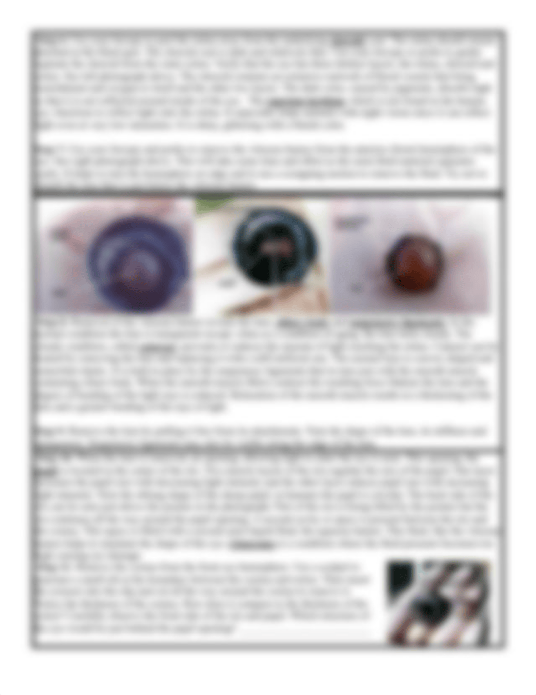 Sheep eye dissection.pdf_dduj9nd5jw8_page3