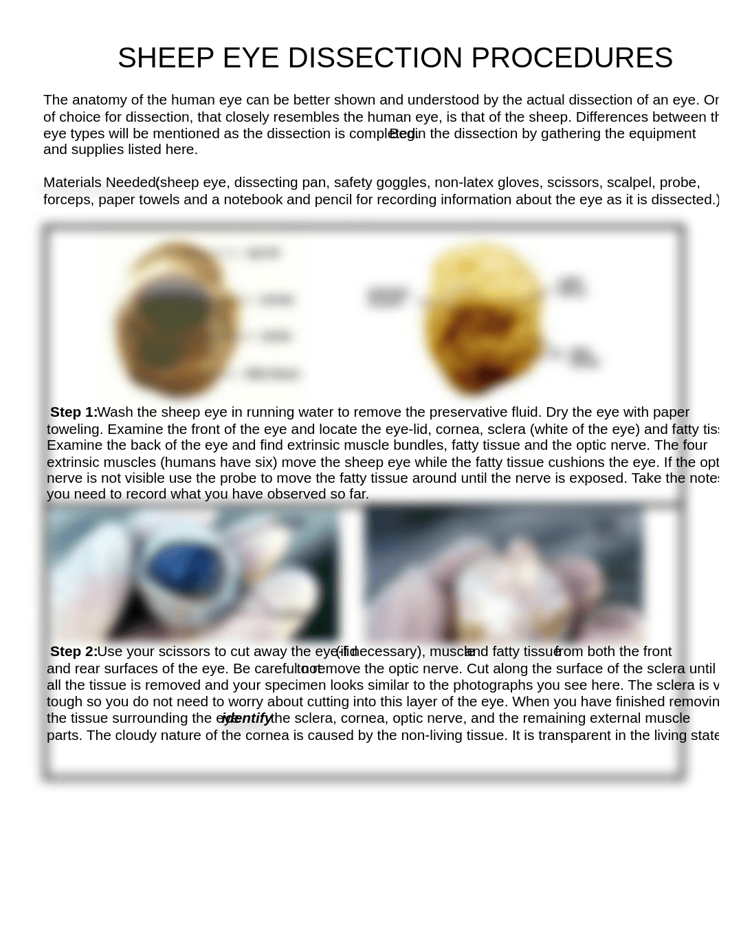 Sheep eye dissection.pdf_dduj9nd5jw8_page1