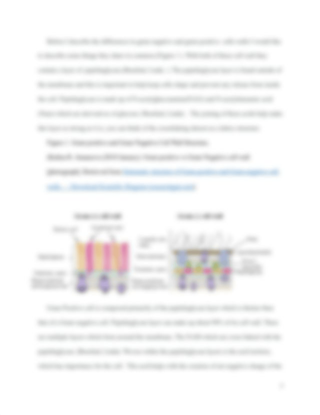 Gram Staining Lab Report .docx_ddukk6qmtg5_page3