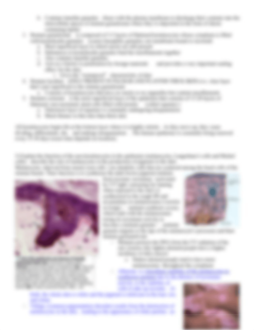 Skin Histology.docx_ddvdvzrx6u3_page2