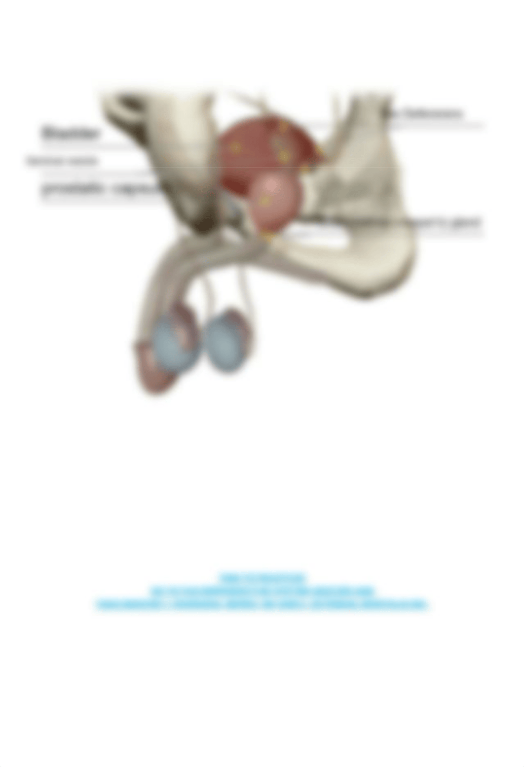 Lab_Activity_-_Male_Reproductive_System_(1).pdf_ddvg0jggxic_page4