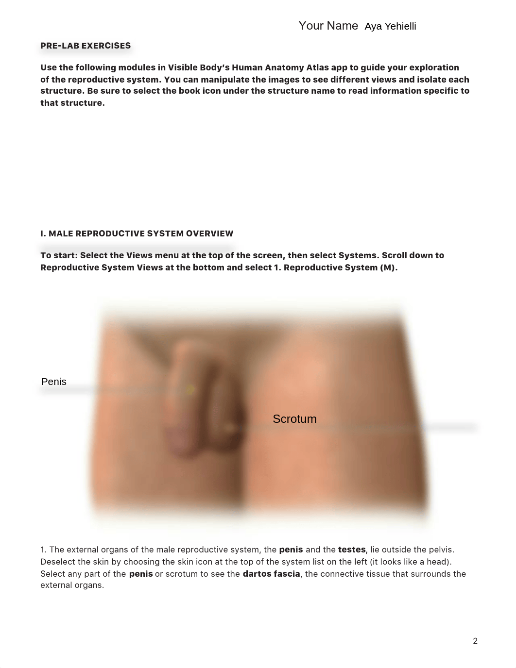 Lab_Activity_-_Male_Reproductive_System_(1).pdf_ddvg0jggxic_page2