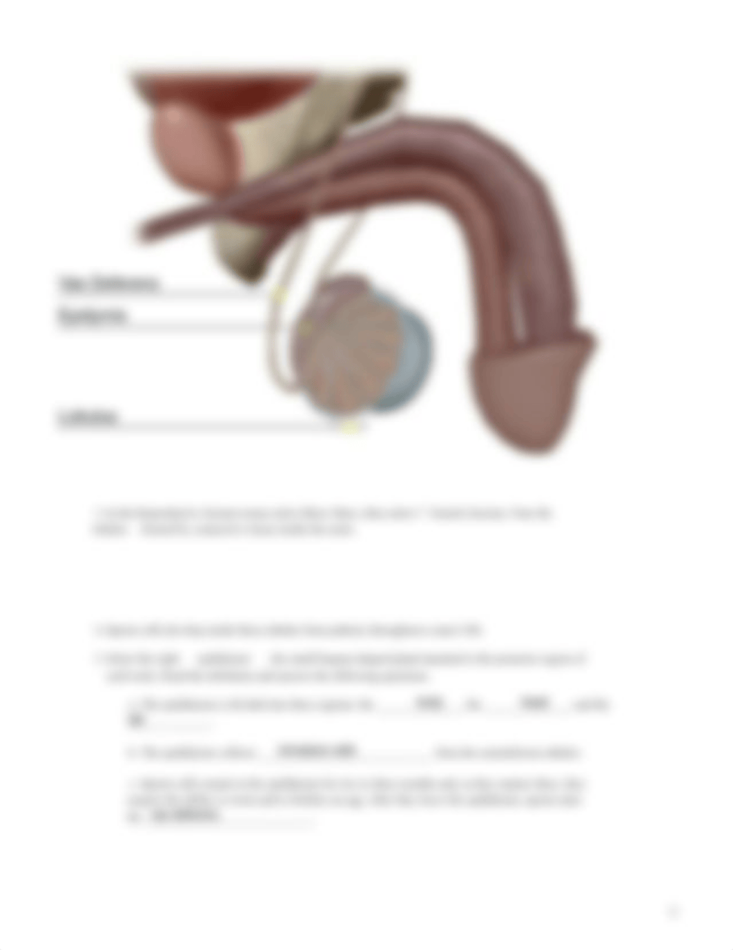 Lab_Activity_-_Male_Reproductive_System_(1).pdf_ddvg0jggxic_page5