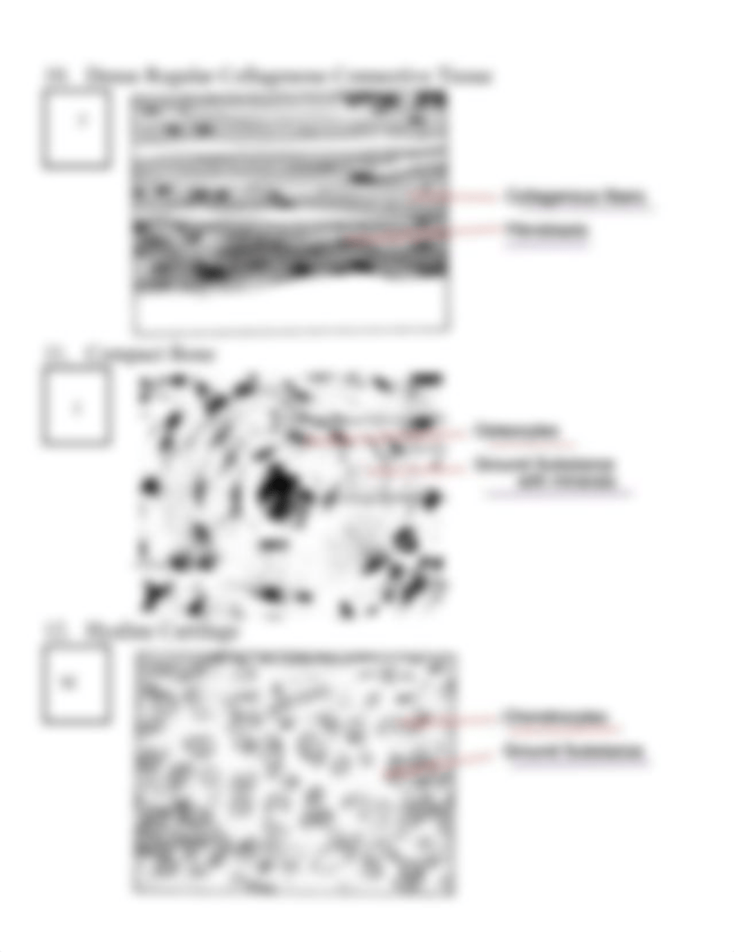 Tissue Lab.2021 (1).pdf_ddvr2brgybs_page4