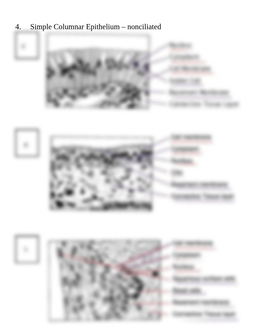 Tissue Lab.2021 (1).pdf_ddvr2brgybs_page2