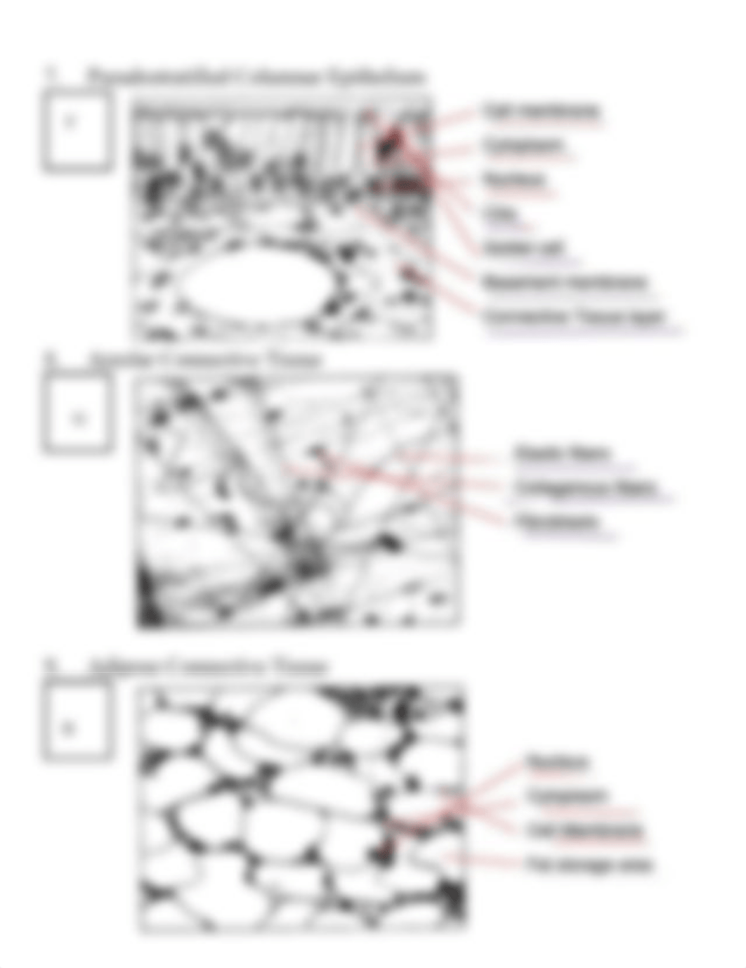 Tissue Lab.2021 (1).pdf_ddvr2brgybs_page3