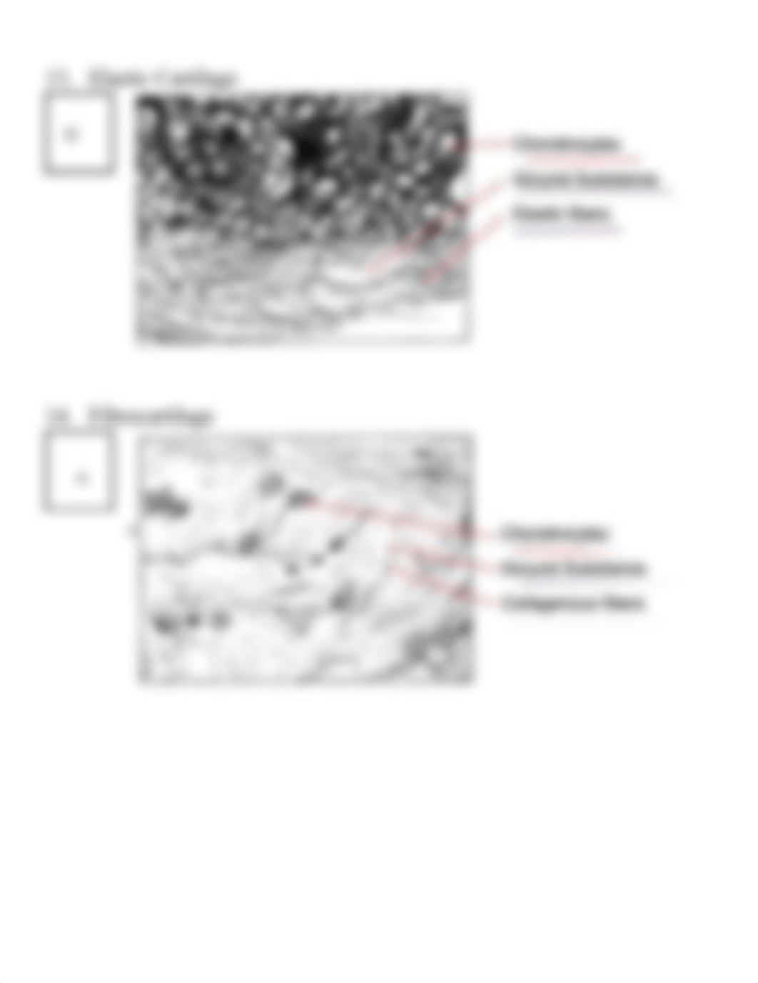 Tissue Lab.2021 (1).pdf_ddvr2brgybs_page5