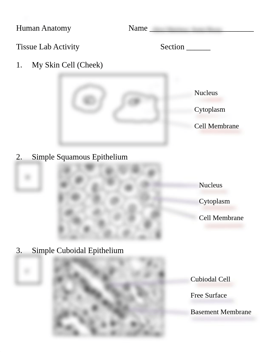 Tissue Lab.2021 (1).pdf_ddvr2brgybs_page1