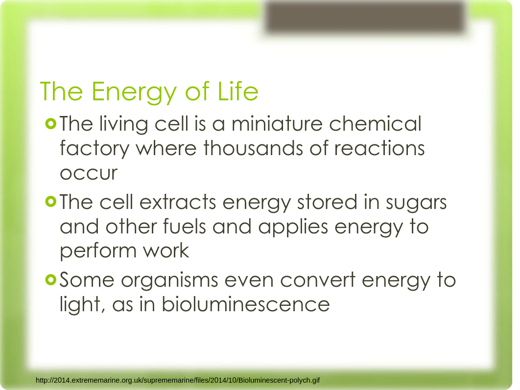 Lecture 11 - Chapter 8 - Metabolism_ddvufhkovcy_page2