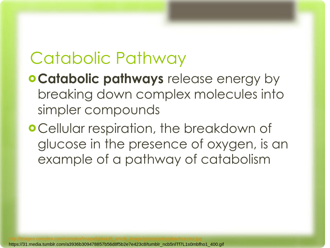 Lecture 11 - Chapter 8 - Metabolism_ddvufhkovcy_page5