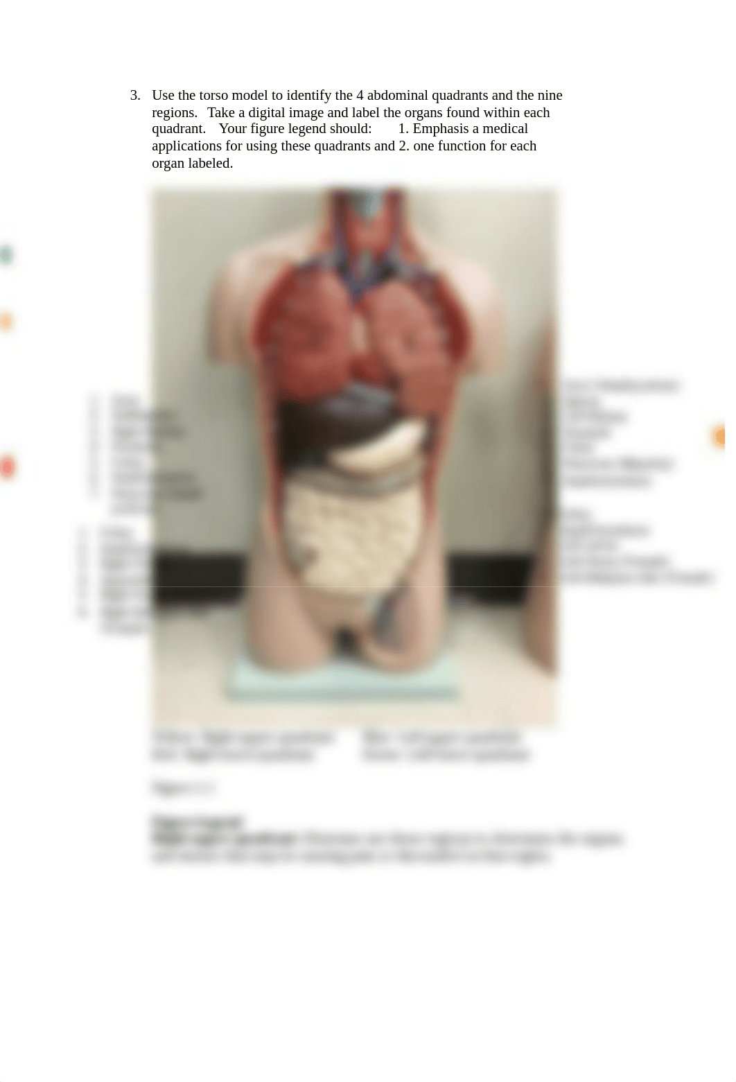 anatomy lab .docx_ddwehyootsx_page2