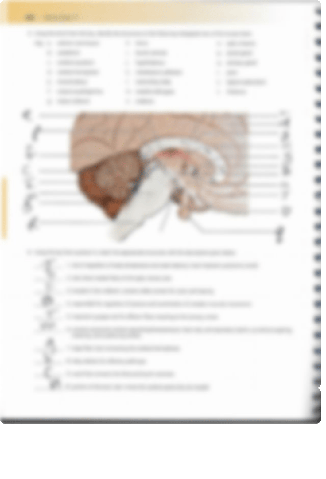 Gross+Anatomy+of+the+brain+and+Cranial+nerves+p.287-292.pdf_ddwlc6updtr_page2