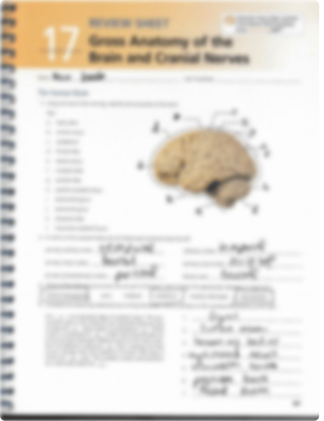 Gross+Anatomy+of+the+brain+and+Cranial+nerves+p.287-292.pdf_ddwlc6updtr_page1