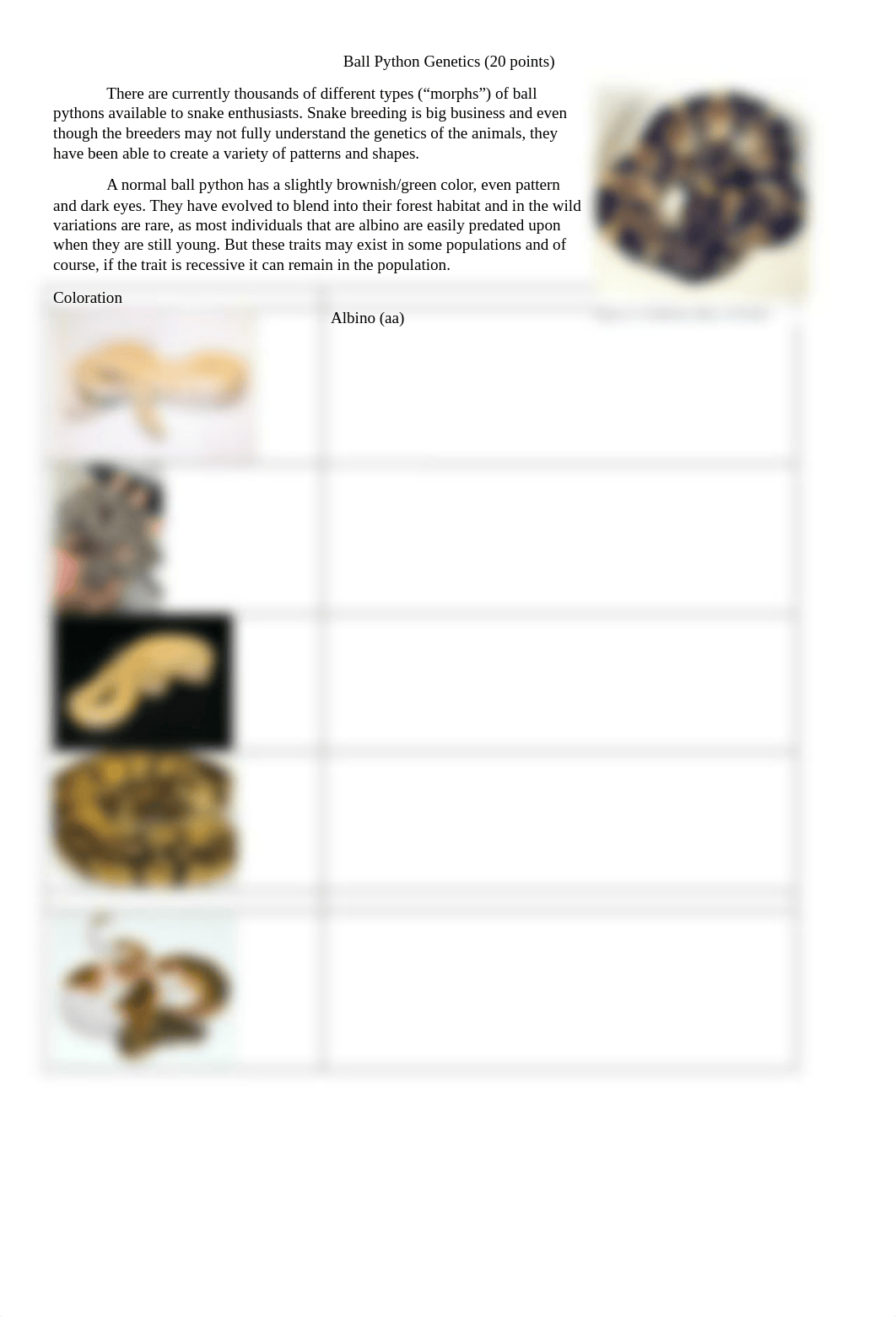 Ball_python_genetics_Answers.docx_ddx9yxejzxa_page1