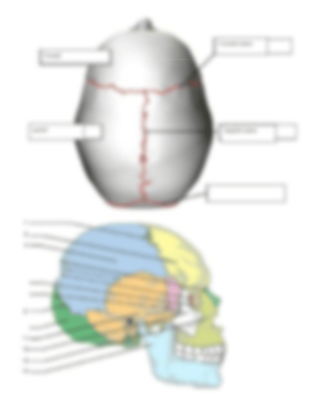 Label the Bones of the Skull (1).docx_ddxvch6oajs_page2