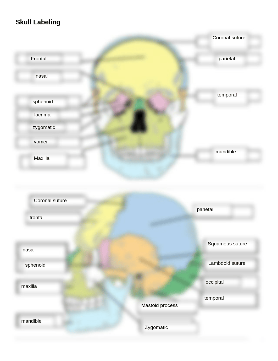 Label the Bones of the Skull (1).docx_ddxvch6oajs_page1