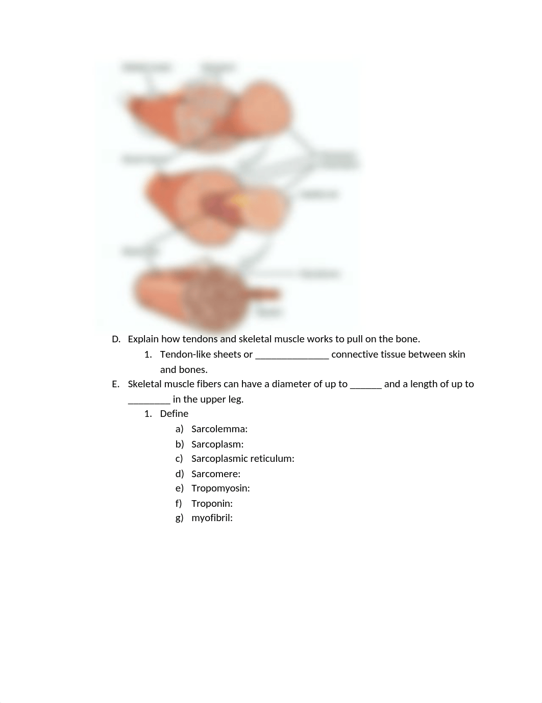 MuscleListBio205online.docx_ddyplvhh2ro_page2