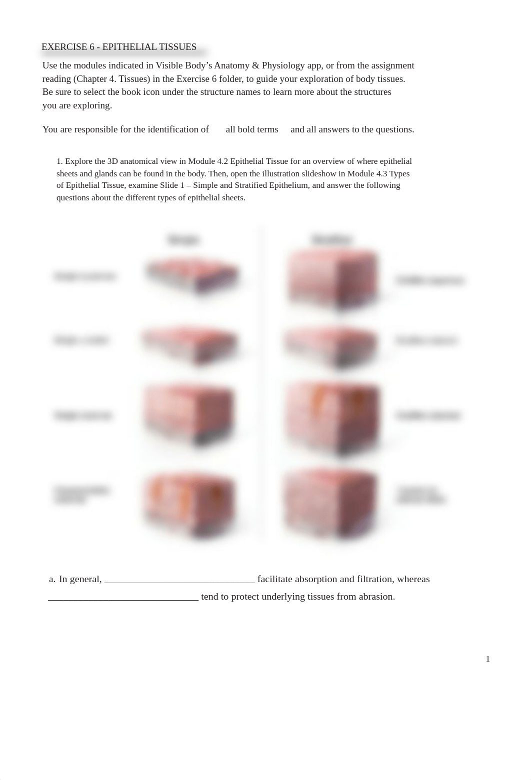 Epithelial_Tissues_Activity answers.pdf_ddzdk80ukkg_page1