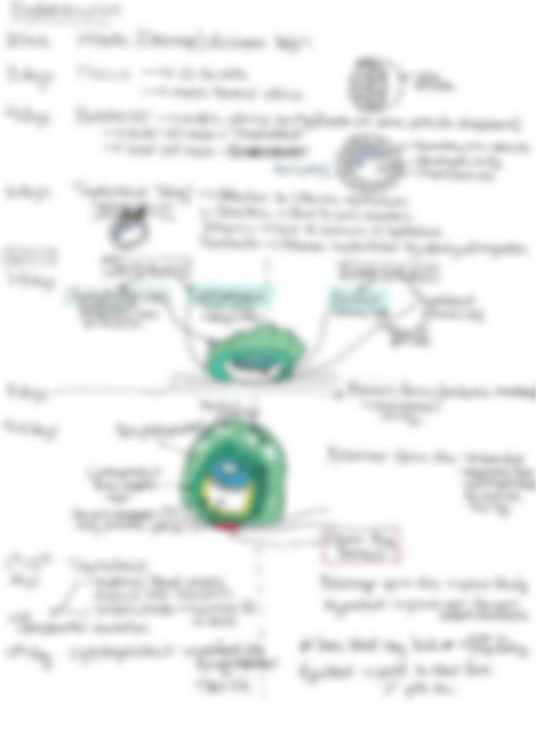 M2 - Embryology Concept Sheet.pdf_ddzk8qmk0yw_page1