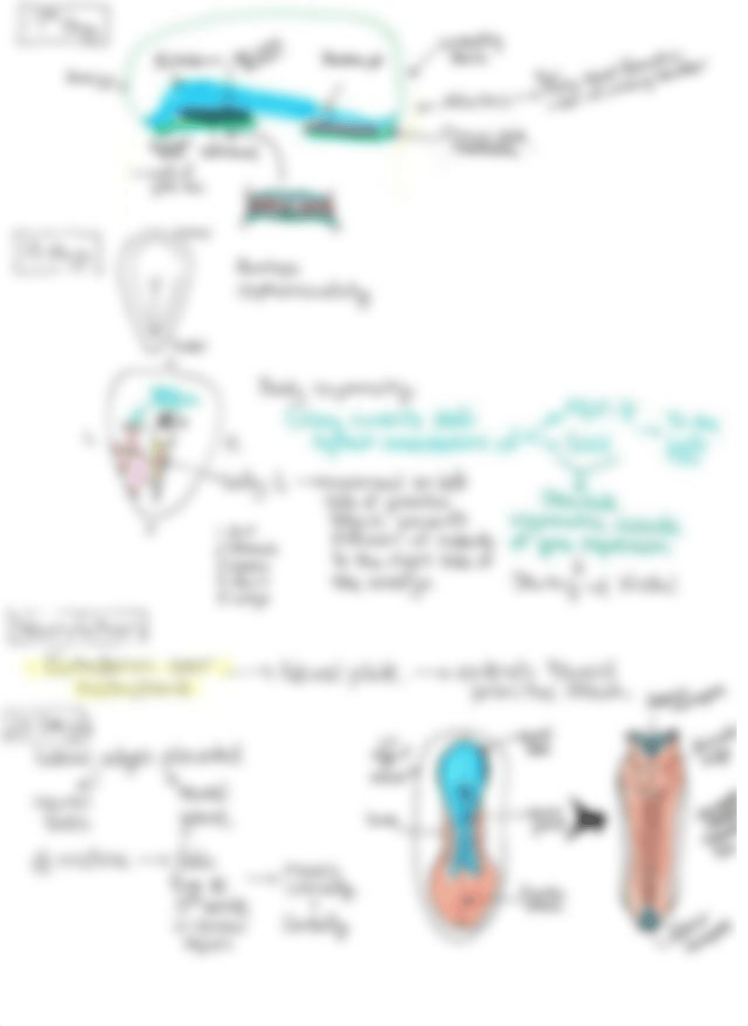 M2 - Embryology Concept Sheet.pdf_ddzk8qmk0yw_page4