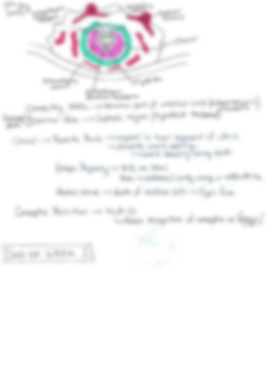 M2 - Embryology Concept Sheet.pdf_ddzk8qmk0yw_page2