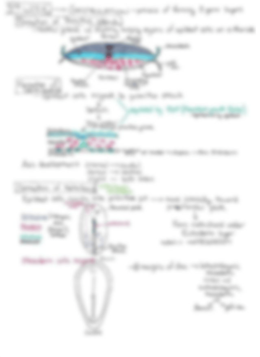 M2 - Embryology Concept Sheet.pdf_ddzk8qmk0yw_page3